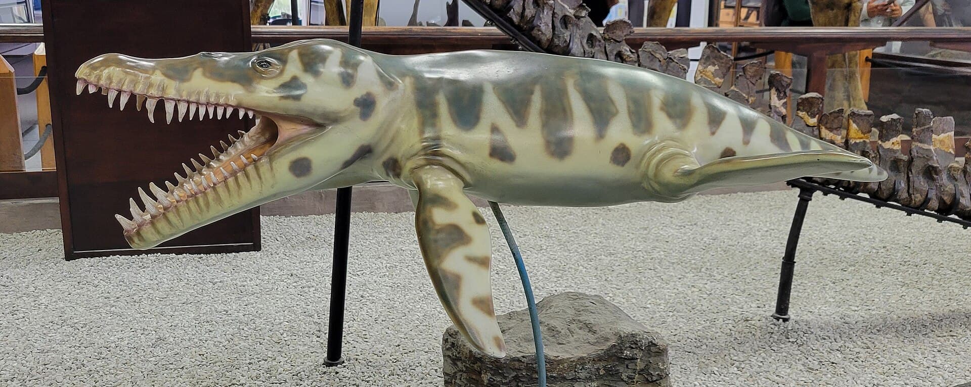 Reproduction of Monquirasaurus boyacensis displayed in Museo Geológico Nacional José Royo y Gómez in Bogota, Colombia