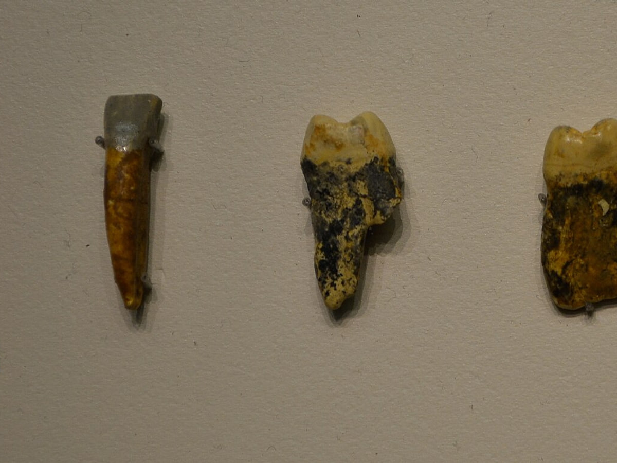Reproducciones de dientes asignados a la especie Homo antecessor, de un adolescente de entre 13 y 14 años de edad (Homínido 1). Fueron recuperado en el nivel TD6 de Gran Dolina, un…