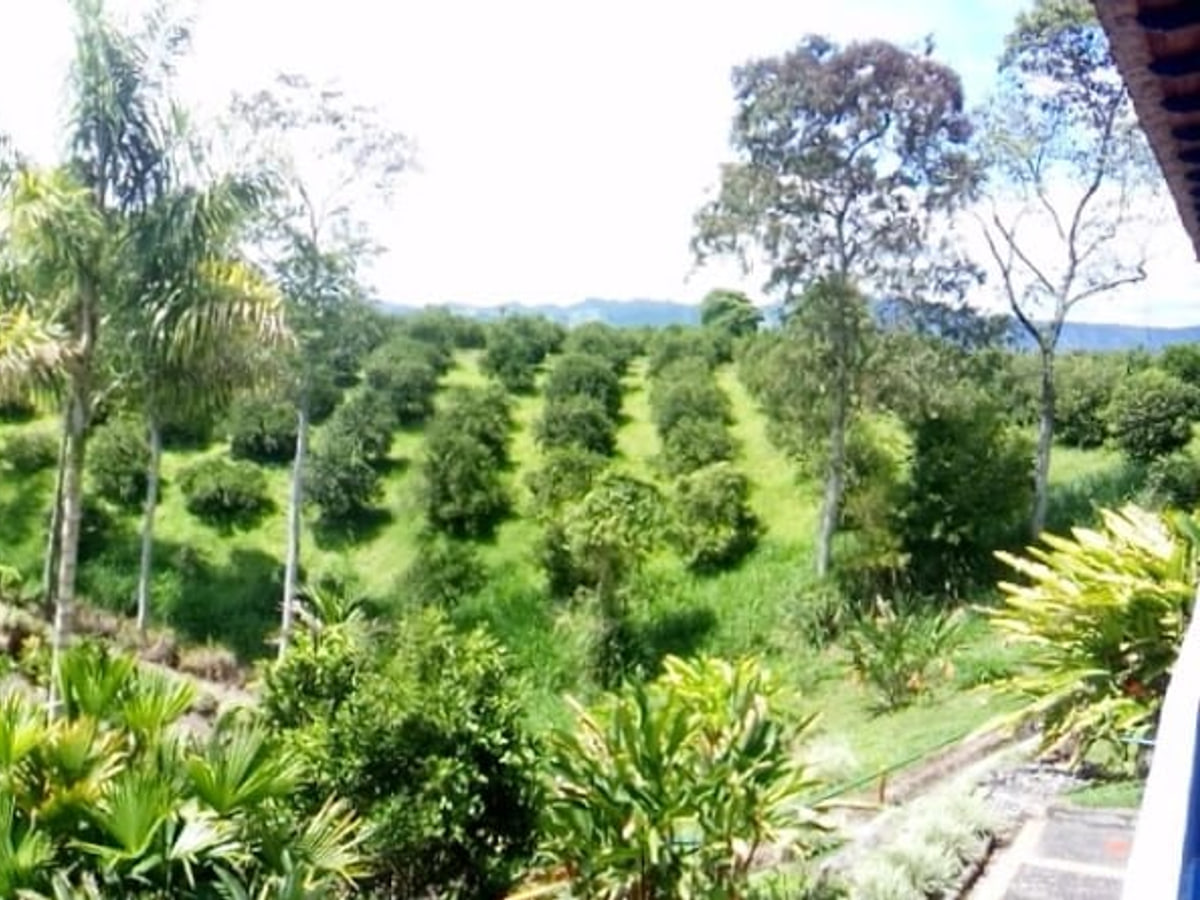 Este paisaje muestra la belleza natural del Eje Cafetero, es un lugar con mucha diversidad y un clima calido