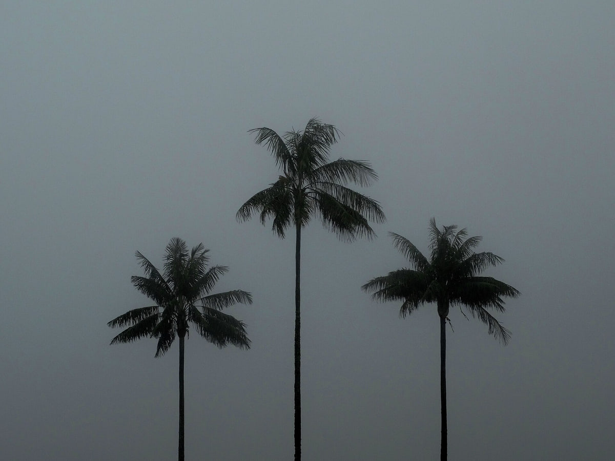 Cocora Valley. Located at an altitude between 1800 and 2400 meters, it is the principal location of the national tree and symbol of Colombia, the Quindío wax palm (Ceroxylon quindi…